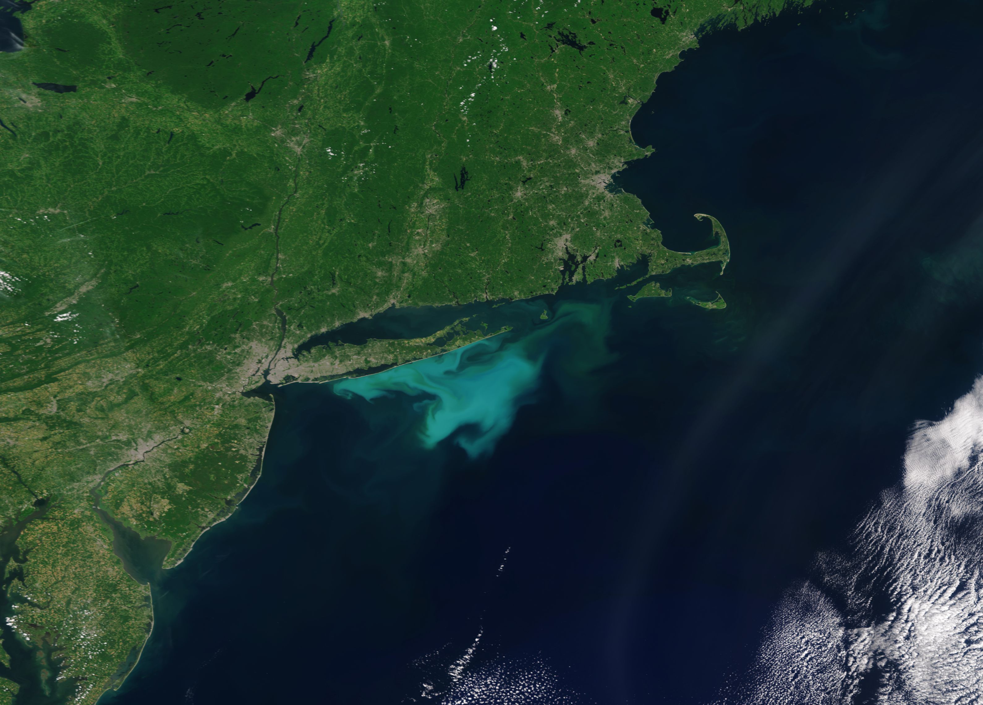 An OLCI Sentinel 3A true color image with enhanced contrast captured on July 2, 2024. Coccolithophores shed their coccolith plates during the later stages of the bloom cycle, which results in the milky turquoise water color (Image credit: NOAA STAR, OCView and Ocean Color Science Team).