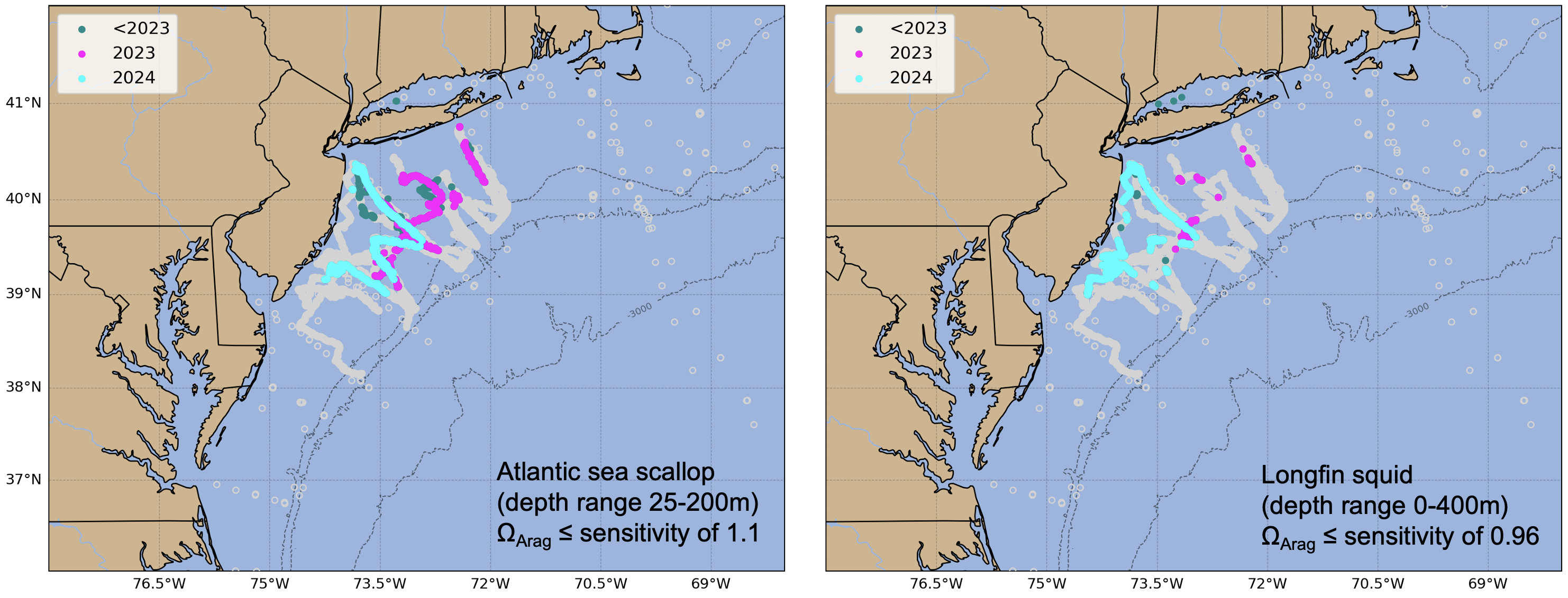 Locations where bottom aragonite saturation state ($\Omega_{Arag}$; summer only: June-August) were at or below the laboratory-derived sensitivity level for Atlantic sea scallop (left panel) and longfin squid (right panel) for the time periods 2007-2022 (dark cyan), 2023 only (magenta) and 2024 only (cyan). Gray circles indicate locations where bottom $\Omega_{Arag}$ values were above the species specific sensitivity values.